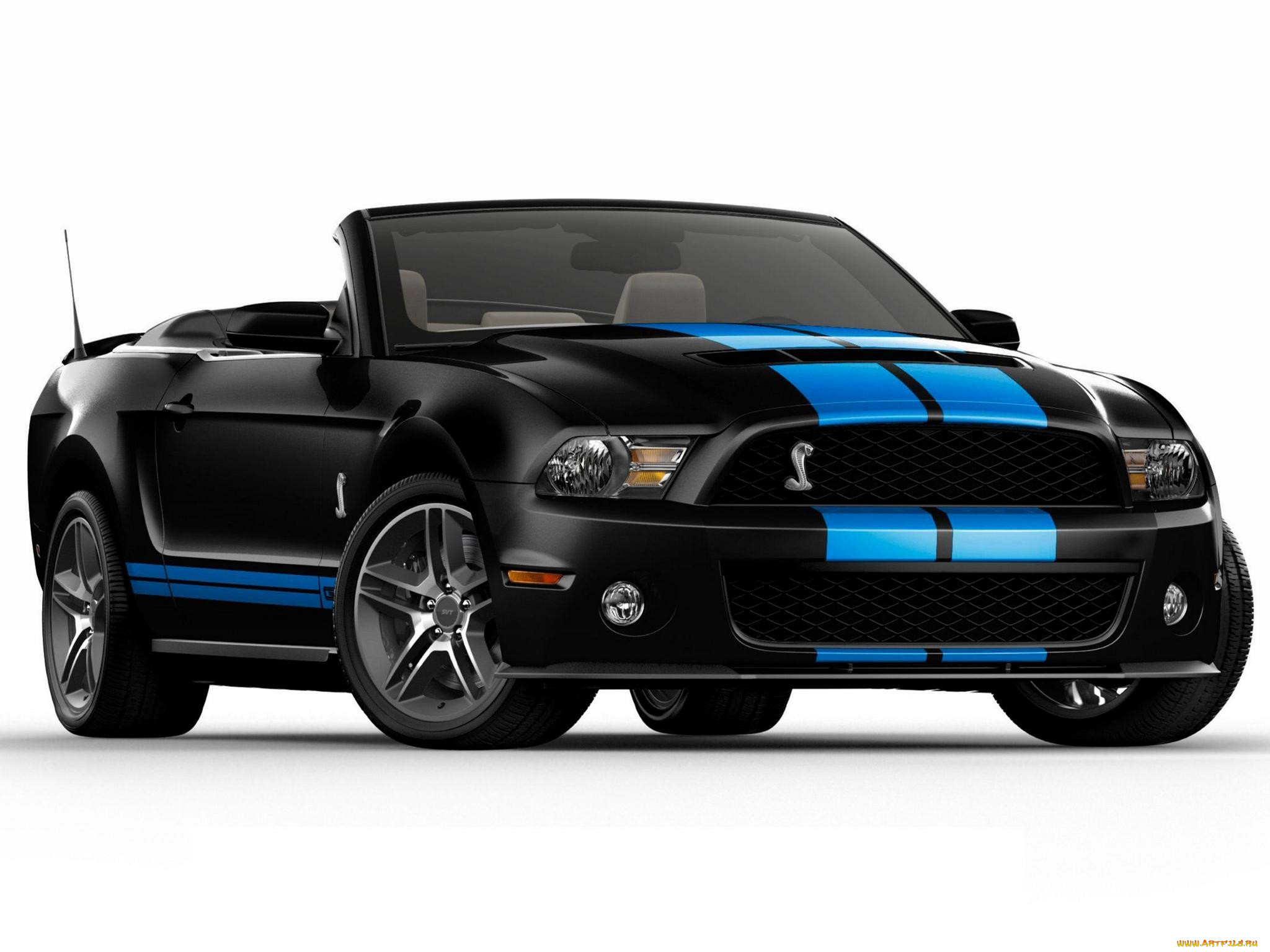 , mustang